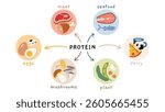 Different sources of protein infographics, including meat, seafood, eggs, dairy, mushrooms and plant based. Trendy modern vector illustration isolated on white, hand drawn, flat design