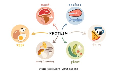 Different sources of protein infographics, including meat, seafood, eggs, dairy, mushrooms and plant based. Trendy modern vector illustration isolated on white, hand drawn, flat design