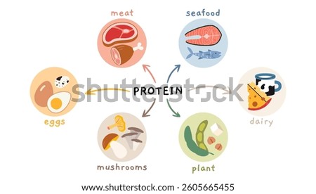 Different sources of protein infographics, including meat, seafood, eggs, dairy, mushrooms and plant based. Trendy modern vector illustration isolated on white, hand drawn, flat design