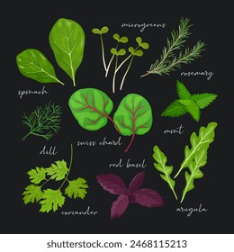 Different special herbs and leaves with spinach leaves, coriander,  red basil, arugula, rosemary, mint leaves, microgreens, dill, swiss chard