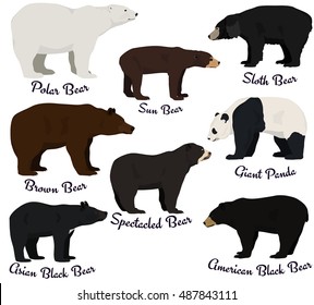 Different Species Of Bears Vector Illustration. Eight Bear Species Of The World.