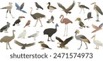 Different species of birds with wings isolated on white background. Color vector illustrations of feathered vertebrate worldwide. Flying and flightless feathery of the world.