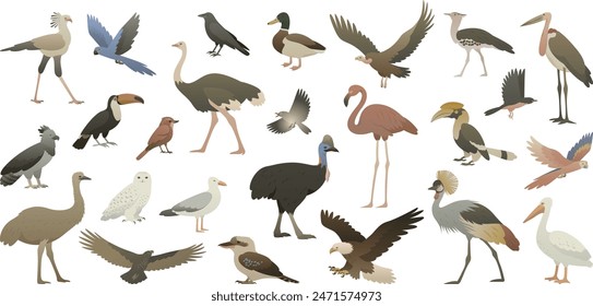 Different species of birds with wings isolated on white background. Color vector illustrations of feathered vertebrate worldwide. Flying and flightless feathery of the world.