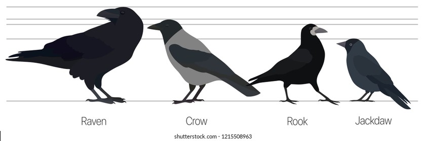 Different species of black european bird. Raven, hooded crow, rook and jackdaw. Vector illustration.