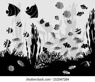 Different species of coral fish, algae and corals