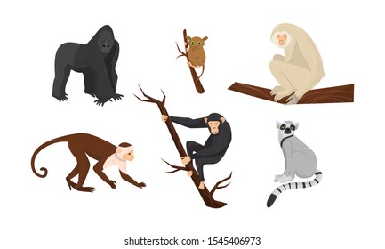 Different Species of Monkeys Sitting on Tree Branches Vector Set
