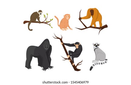 Different Species of Monkeys Sitting on Tree Branches Vector Set