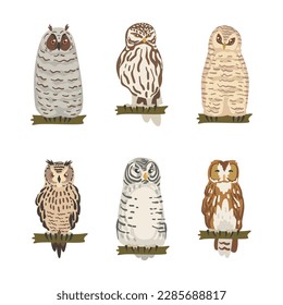 Different Species of Owl as Nocturnal Bird of Prey with Hawk-like Beak and Forward-facing Eyes Perching on Tree Branch Vector Set