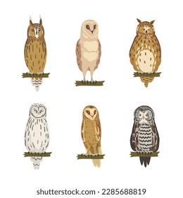 Different Species of Owl as Nocturnal Bird of Prey with Hawk-like Beak and Forward-facing Eyes Perching on Tree Branch Vector Set