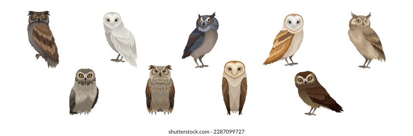 Different Species of Owl as Nocturnal Bird of Prey with Hawk-like Beak and Forward-facing Eyes Vector Set