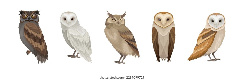 Different Species of Owl as Nocturnal Bird of Prey with Hawk-like Beak and Forward-facing Eyes Vector Set