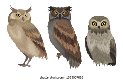 Different Species of Owls Collection, Wild Forest Predatory Birds Vector Illustration