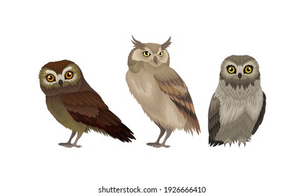 Different Species of Owls as Nocturnal Birds of Prey with Hawk-like Beak and Forward-facing Eyes Vector Set