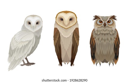 Different Species of Owls as Nocturnal Birds of Prey with Hawk-like Beak and Forward-facing Eyes Vector Set