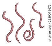 Different species of worms are illustrated with unique shapes and lengths. Their natural coloration reveals details about their habitats and adaptations in the environment.