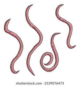 Different species of worms are illustrated with unique shapes and lengths. Their natural coloration reveals details about their habitats and adaptations in the environment.