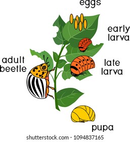 Different stages of development of Colorado potato beetle or Leptinotarsa decemlineata and damaged potato leaf