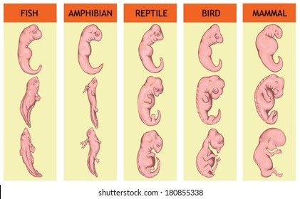 ¿Diferentes etapas en el desarrollo embrionario inicial de vertebrados? peces, anfibios, reptiles, pájaros, mamíferos, humanos, ¿¿¿¿¿¿¿¿Adiós??? origen evolutivo común, componentes embrionarios similares