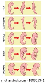 Different stages in the early embryonic development of vertebrates aÂ?Â? fish, amphibian, reptile, bird, mammal, human aÂ?Â? common evolutionary origin, similar embryonic components