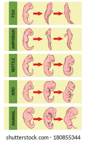 Different stages in the early embryonic development of vertebrates Ã¢Â?Â? fish, amphibian, reptile, bird, mammal, human Ã¢Â?Â? common evolutionary origin, similar embryonic components