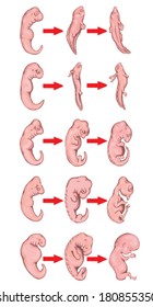 Different stages in the early embryonic development of vertebrates Ã¢Â?Â? fish, amphibian, reptile, bird, mammal, human Ã¢Â?Â? common evolutionary origin, similar embryonic components