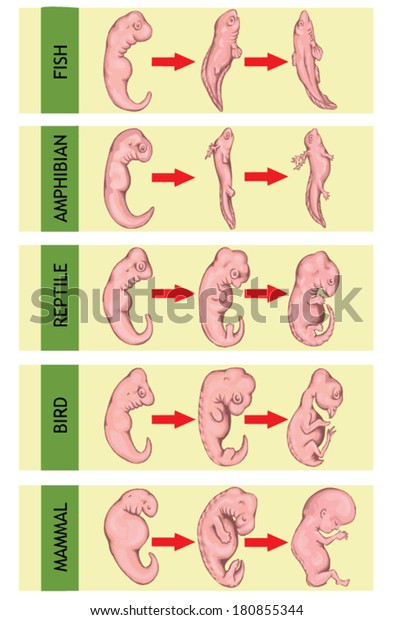 Different Stages Early Embryonic Development Vertebrates Stock Vector Royalty Free