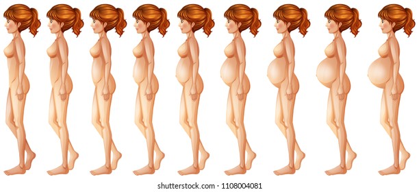 Different stages of pregancy illustration