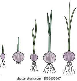 Different Stages Sprouting Garlic Plant On Stock Vector (Royalty Free ...