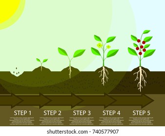 Different steps of growing plants. Planting tree process infographic. Flat Vector Illustration