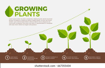 Unterschiedliche Stufen des Pflanzenanbaus. Vektorgrafik im Cartoon-Stil. Kultivierung und botanischer, schrittweiser Anbauauftrag
