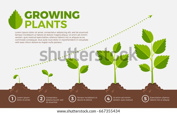 不同步骤的生长的植物 矢量插图卡通风格 栽培和植物 阶梯生长秩序库存矢量图 免版税