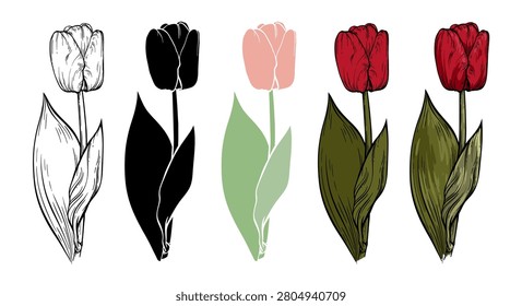 Different style tulips vector illustration set. Many hand drawn flower collection. Linear plant sketch. Dark red big open bud. Simple flat floral silhouette. Bright spring bloom. Elegant vintage art