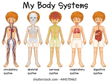 Different system in human illustration
