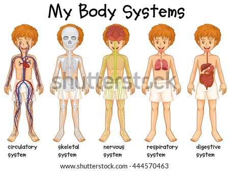 Different System Human Illustration Stock Vector (Royalty Free