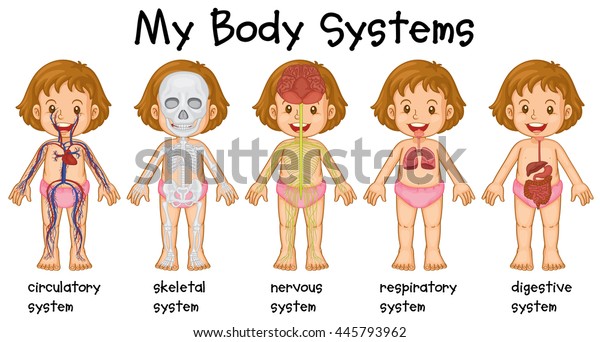 Different Systems Human Being Illustration Stock Vector (Royalty Free