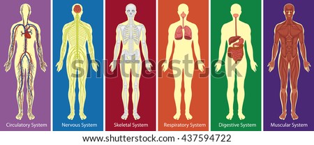 Different Systems Human Body Diagram Illustration Stock Vector (Royalty