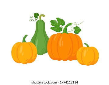 Different tipes of pumpkin on white background. Yellow, orange and green pumpkin vector illustration.