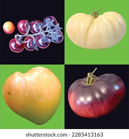 DIFFERENT TOMOTOES TYPES OF WORLD IN VECTOR FILE