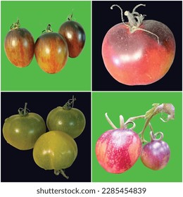 DIFFERENT TOMOTOES TYPES OF WORLD IN VECTOR