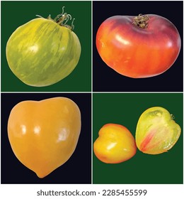 DIFFERENT TOMOTOES TYPES OF WORLD IN VECTOR