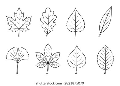 Different tree leaves line art icon set featuring maple, oak, ginkgo biloba, birch, and chestnut leaf, autumn foliage vector illustration