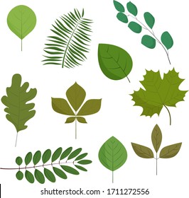 Diferentes hojas de árbol en fondo blanco, arte vectorial