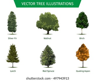 Different tree sorts with names. Illustrations of tree types and specimens. Ash, fir, oak, walnut, chestnut, cherry, apple tree, maple, pine, larch, birch, spruce, aspen, cedar & other.