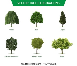 Different Tree Sorts Names Illustrations Tree Stock Vector (Royalty ...