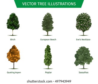 Different tree sorts with names. Illustrations of tree types and specimens. Ash, fir, oak, walnut, chestnut, cherry, apple tree, maple, pine, larch, birch, spruce, aspen, cedar & other.