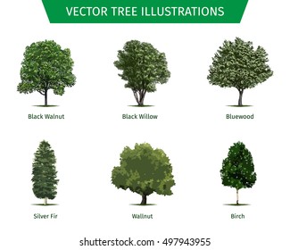 Different tree sorts with names. Illustrations of tree types and specimens. Ash, fir, oak, walnut, chestnut, cherry, apple tree, maple, pine, larch, birch, spruce, aspen, cedar & other.