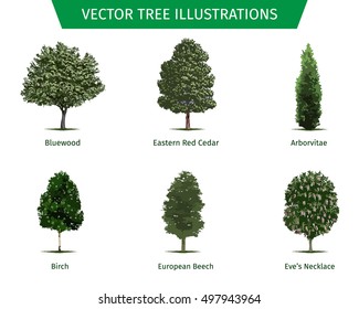 Different tree sorts with names. Illustrations of tree types and specimens. Ash, fir, oak, walnut, chestnut, cherry, apple tree, maple, pine, larch, birch, spruce, aspen, cedar & other.