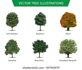 Different tree sorts with names. Illustrations of tree types and specimens. Ash, fir, oak, walnut, chestnut, cherry, apple tree, maple, pine, larch, birch, spruce, aspen, cedar & other.