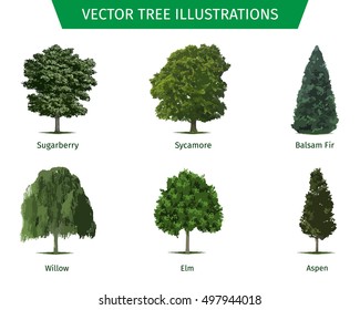Different Tree Sorts Names Illustrations Tree Stock Vector (Royalty ...