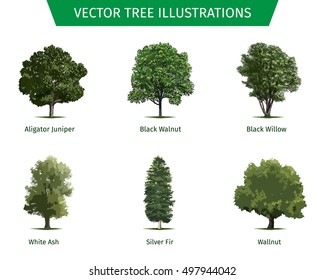 Different tree sorts with names. Illustrations of tree types and specimens. Ash, fir, oak, walnut, chestnut, cherry, apple tree, maple, pine, larch, birch, spruce, aspen, cedar & other.